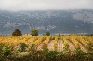 vinedos con una casita y una montana de fondo